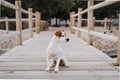 Cute small jack russell terrier dog lying on a wood bridge outdoors and looking for something or someone. Pets outdoors and Royalty Free Stock Photo