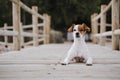 Cute small jack russell terrier dog lying on a wood bridge outdoors and looking for something or someone. Pets outdoors and Royalty Free Stock Photo