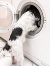 Cute small Jack Russell Terrier dog standing in front of a washing machine with his head stuck in it