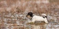 Cute Jack Russell Terrier dog stands in a water with a lot of reed Royalty Free Stock Photo