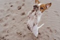 Cute small jack russell terrier dog walking on two paws asking for delicious treats. Pets outdoors and lifestyle. Beach and summer Royalty Free Stock Photo