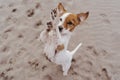 Cute small jack russell terrier dog walking on two paws asking for delicious treats. Pets outdoors and lifestyle. Beach and summer Royalty Free Stock Photo