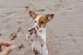 Cute small jack russell terrier dog walking on two paws asking for delicious treats. Pets outdoors and lifestyle. Beach and summer Royalty Free Stock Photo