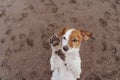 Cute small jack russell terrier dog walking on two paws asking for delicious treats. Pets outdoors and lifestyle. Beach and summer Royalty Free Stock Photo