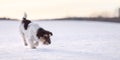 Cute small Jack Russell Terriers dog sniffing on a snowy meadow in winter in front of evening sky and follows a trail