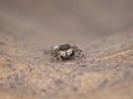 cute small jumping spider on the dried leaf Royalty Free Stock Photo