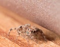 Cute small jumping spider hides on wooden surface Royalty Free Stock Photo