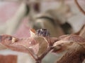 Cute small jumping spider over leaf