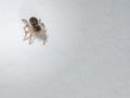 Really cute small jumping spider Royalty Free Stock Photo