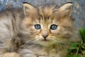 Cute small kitten with blue eyes. Portrait of tabby cat. Street cat and lifestyle concept Royalty Free Stock Photo