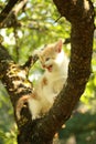 Cute small kitten climbing tree branch in summer Royalty Free Stock Photo