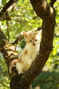 Cute small kitten climbing tree branch in summer Royalty Free Stock Photo
