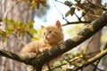 Cute small kitten climbing the tree Royalty Free Stock Photo