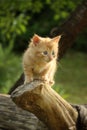 Cute small kitten climbing the tree Royalty Free Stock Photo