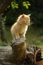 Cute small kitten climbing the tree Royalty Free Stock Photo