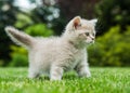 Cute small kitten isolated on grass background Royalty Free Stock Photo