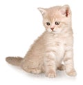 Cute small kitten isolated on white background Royalty Free Stock Photo