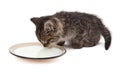 Cute small kitten licking milk