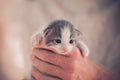 Cute small kitten in owner hand Royalty Free Stock Photo