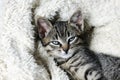 Cute small kitten Royalty Free Stock Photo