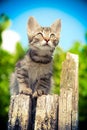Cute small kitten sits on wood stump and look sky outdoor