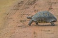 Cute small Leopard Tortoise crawling on dirt road in a game reserve in South Africa Royalty Free Stock Photo