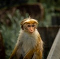 Cute small macaque monkey on the blurry background of foliage