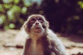 Cute small macaque monkey looking up while waiting for some food in Hongkong.