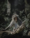 Cute small Macaque sitting on a tree branch in its natural habitat on a blurred background