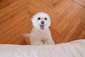 cute small maltese dog at home looking at the camera