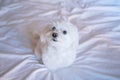 cute small maltese dog sitting on bed looking at the camera