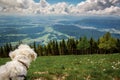 Cute small Maltese dog watching landscape on mountain summit