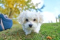 Cute small Maltese in front of a camera
