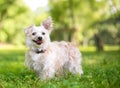 A small mixed breed dog with one upright ear and one floppy ear