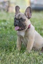 Funny 4-month-old purebred  French bulldog, brown puppy, sits in green grass, in a typical posture of the breed. Royalty Free Stock Photo