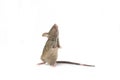 Small mouse isolated on a white