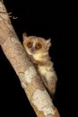 Madame Berthe`s mouse lemur, Microcebus berthae, Madagascar wildlife animal