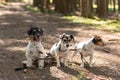Cute small obedient Jack Russell Terrier dogs in the forest on a path Royalty Free Stock Photo