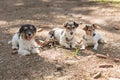 Cute little obedient Jack Russell Terrier dogs in the forest on a path Royalty Free Stock Photo