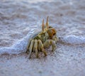 Cute small ocean crab covered by wave