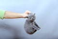 Person`s hand carrying Kitten