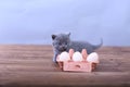 Kitten playing with eggs