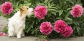 Cute small pet dog puppy smelling flower in the garden, web banner Royalty Free Stock Photo