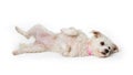 Small Playful Dog Lying on Side