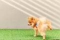 Cute small Pomeranian dog peeing in the park Royalty Free Stock Photo