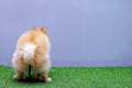 Cute small Pomeranian dog pooping at grass field with copy space. dog terrier on park, Dog defecate