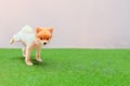 Cute small Pomeranian dog pooping at grass field. dog terrier on park Royalty Free Stock Photo