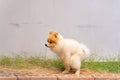 Cute small Pomeranian dog pooping out of prepared area. dog terrier shitting on park with the grass field Royalty Free Stock Photo