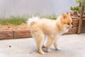 Cute small Pomeranian dog pooping out of prepared area. dog terrier shitting on park with the grass field