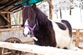 Cute small pony horse in snow covered barnyard near lake Bohinj Royalty Free Stock Photo